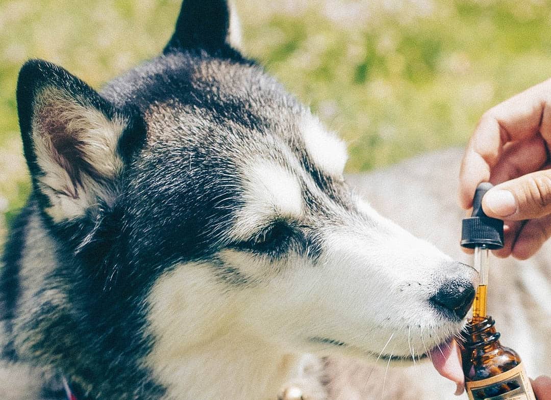 Schwarzkuemmeloel für Hunde | Pezz life