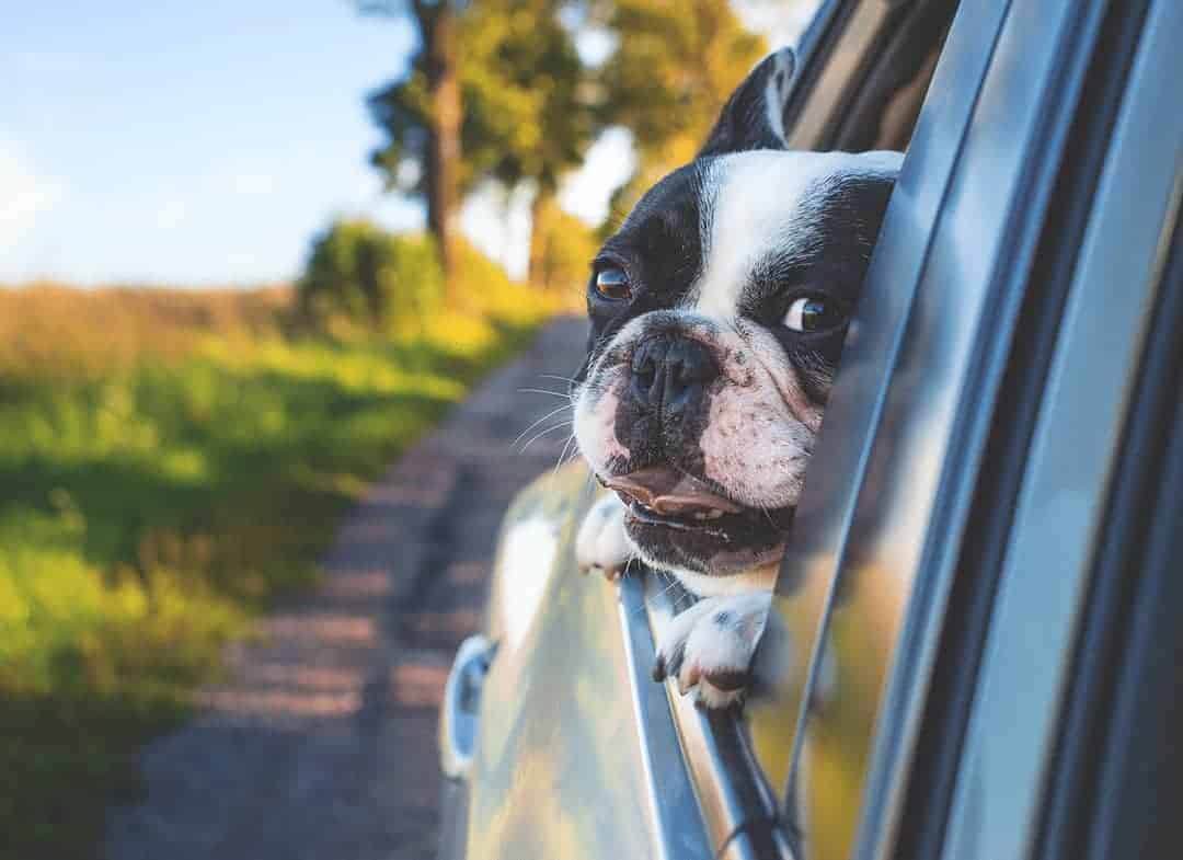 Hund im Auto bei Zugluft
